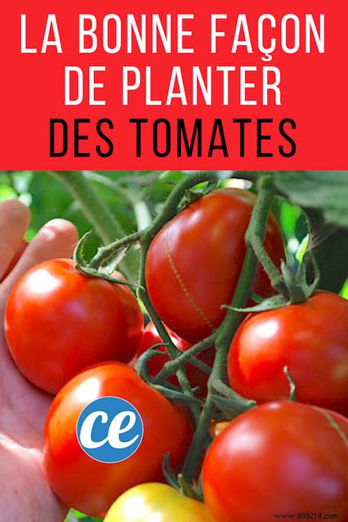 Expert Guide: How to Plant Tomatoes for Thriving 2-Meter Plants