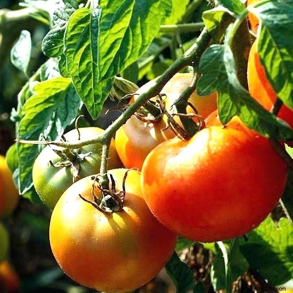 Expert Guide: How to Plant Tomatoes for Thriving 2-Meter Plants