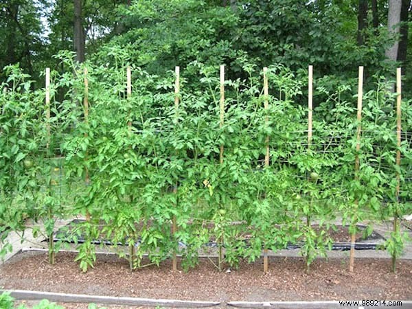 Expert Guide: How to Plant Tomatoes for Thriving 2-Meter Plants
