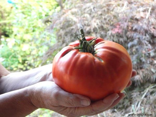 Expert Guide: How to Plant Tomatoes for Thriving 2-Meter Plants