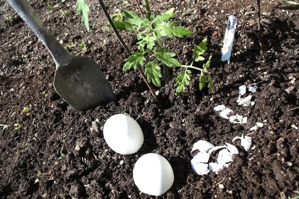 Expert Guide: How to Plant Tomatoes for Thriving 2-Meter Plants