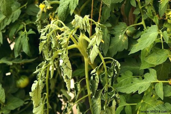 Expert Guide: How to Plant Tomatoes for Thriving 2-Meter Plants