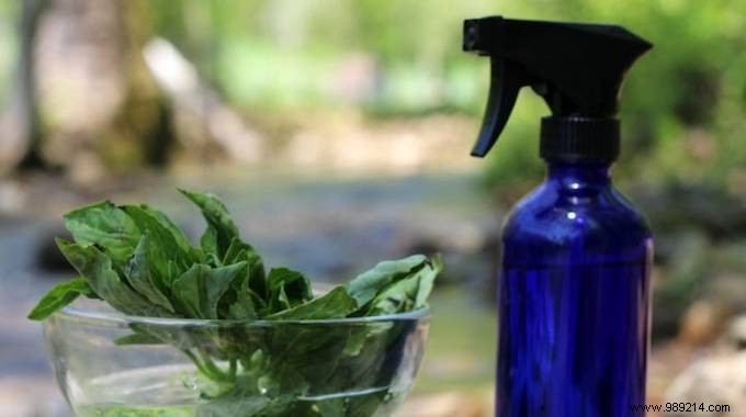 Natural Basil Spray: Proven Repellent Recipe Insects Hate