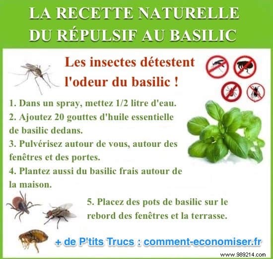 Natural Basil Spray: Proven Repellent Recipe Insects Hate