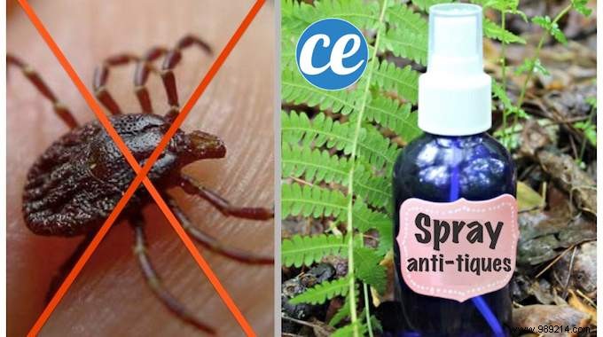 Proven Natural Tick Repellent: Homemade Spray with Rose Geranium Essential Oil