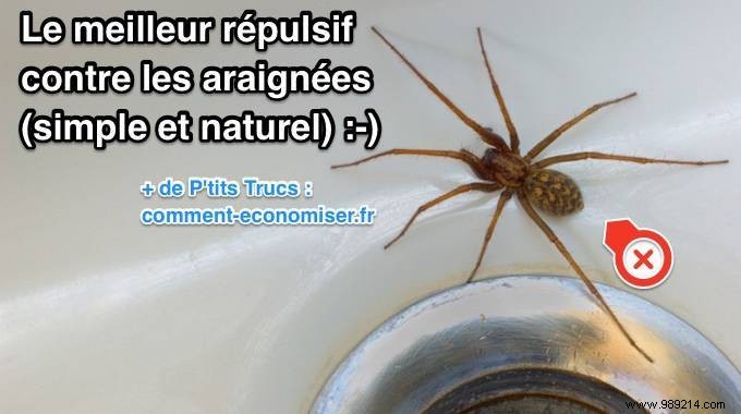 Effective Natural Spider Repellent: Simple Peppermint Spray Recipe