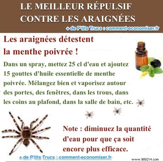 Effective Natural Spider Repellent: Simple Peppermint Spray Recipe