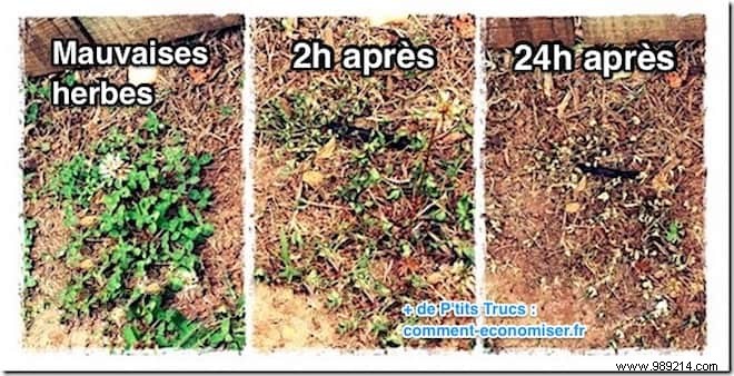 5 Proven Homemade Weed Killers: Safe, Natural Solutions for Your Garden