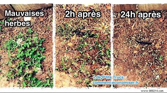 5 Proven Homemade Weed Killers: Safe, Natural Solutions for Your Garden