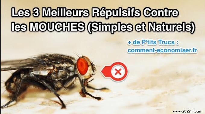 3 Best Natural Fly Repellents: Simple, Effective Home Remedies