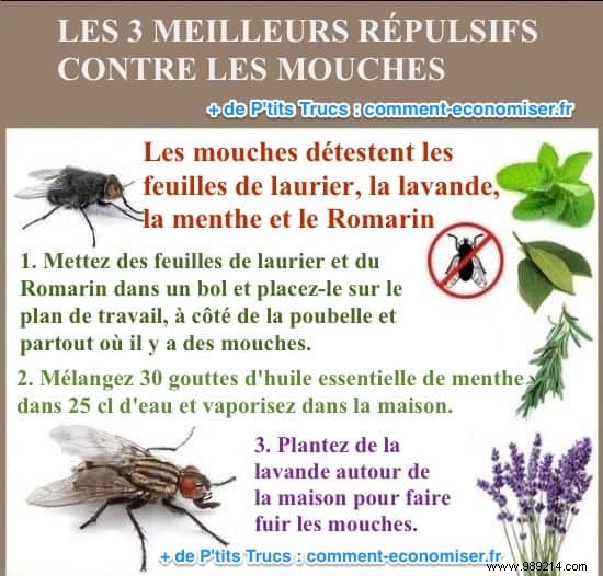 3 Best Natural Fly Repellents: Simple, Effective Home Remedies