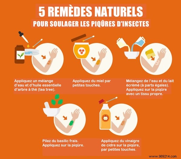 7 Proven Natural Insect Repellents: Safe, Effective Recipes Using Essential Oils