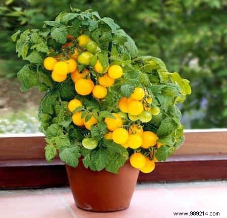 20 Easiest Vegetables to Grow in Pots: Ideal for Balconies and Small Spaces