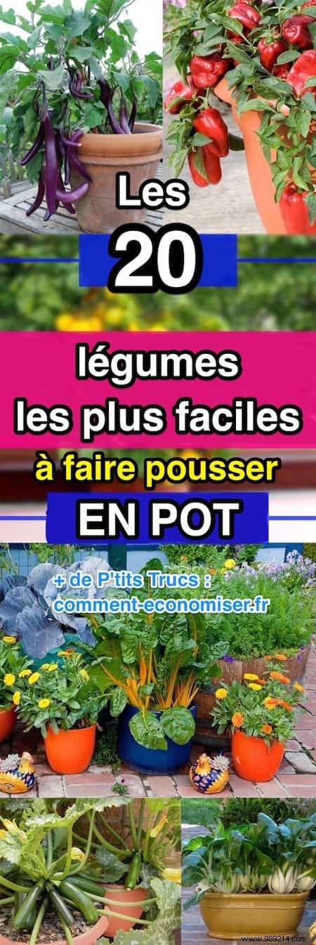 20 Easiest Vegetables to Grow in Pots: Ideal for Balconies and Small Spaces