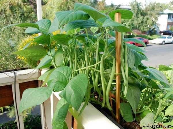 20 Easiest Vegetables to Grow in Pots: Ideal for Balconies and Small Spaces