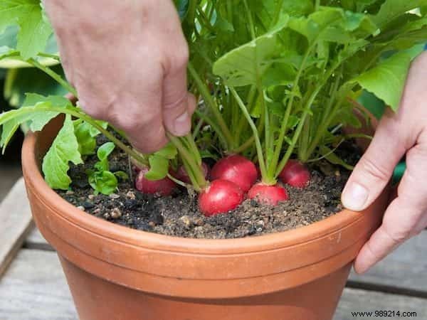 20 Easiest Vegetables to Grow in Pots: Ideal for Balconies and Small Spaces