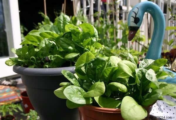 20 Easiest Vegetables to Grow in Pots: Ideal for Balconies and Small Spaces