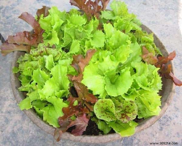 20 Easiest Vegetables to Grow in Pots: Ideal for Balconies and Small Spaces