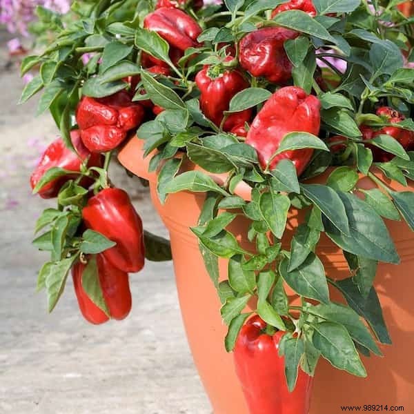 20 Easiest Vegetables to Grow in Pots: Ideal for Balconies and Small Spaces
