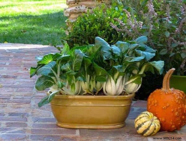20 Easiest Vegetables to Grow in Pots: Ideal for Balconies and Small Spaces
