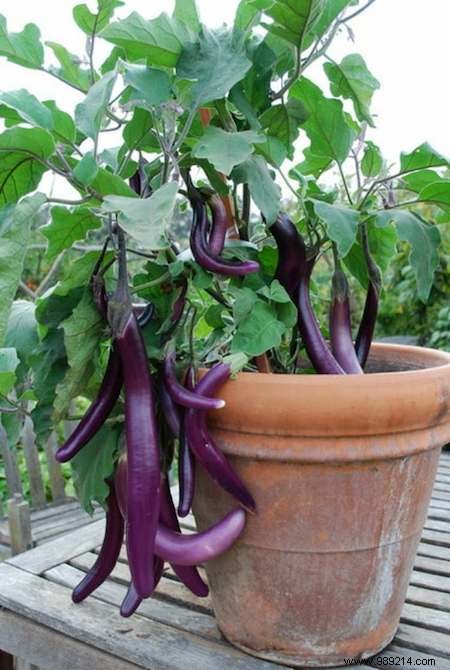 20 Easiest Vegetables to Grow in Pots: Ideal for Balconies and Small Spaces