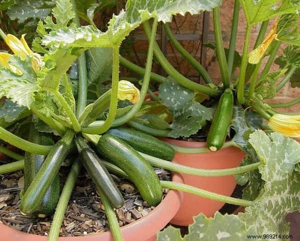 20 Easiest Vegetables to Grow in Pots: Ideal for Balconies and Small Spaces