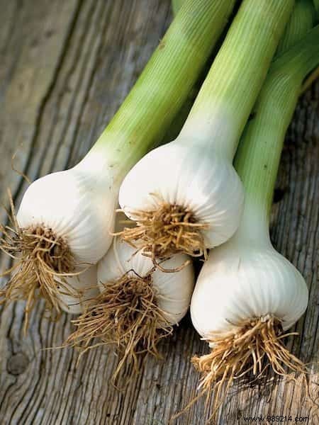 20 Easiest Vegetables to Grow in Pots: Ideal for Balconies and Small Spaces