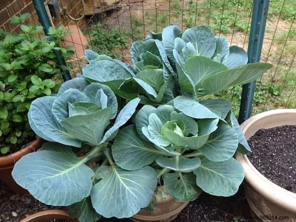 20 Easiest Vegetables to Grow in Pots: Ideal for Balconies and Small Spaces
