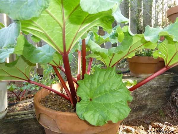 20 Easiest Vegetables to Grow in Pots: Ideal for Balconies and Small Spaces