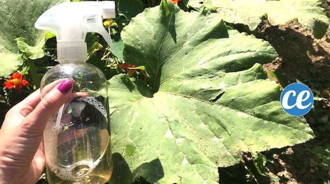 Natural Apple Cider Vinegar Spray: Eliminate Powdery Mildew and Downy Mildew from Your Plants