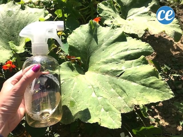 Natural Apple Cider Vinegar Spray: Eliminate Powdery Mildew and Downy Mildew from Your Plants