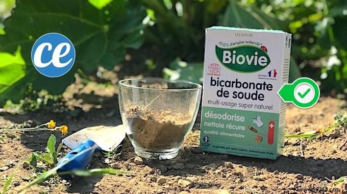 Natural Apple Cider Vinegar Spray: Eliminate Powdery Mildew and Downy Mildew from Your Plants