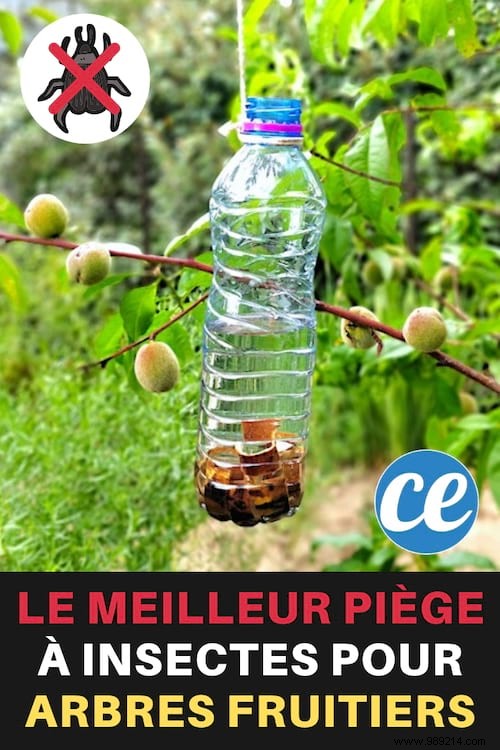 DIY Fruit Tree Insect Trap: Simple, Effective Protection for Your Harvest