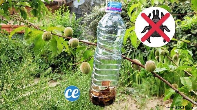 DIY Fruit Tree Insect Trap: Simple, Effective Protection for Your Harvest