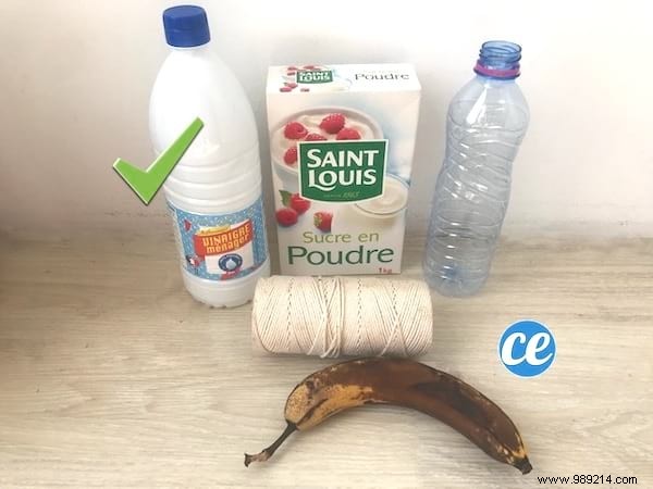 DIY Fruit Tree Insect Trap: Simple, Effective Protection for Your Harvest