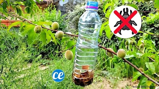 DIY Fruit Tree Insect Trap: Simple, Effective Protection for Your Harvest