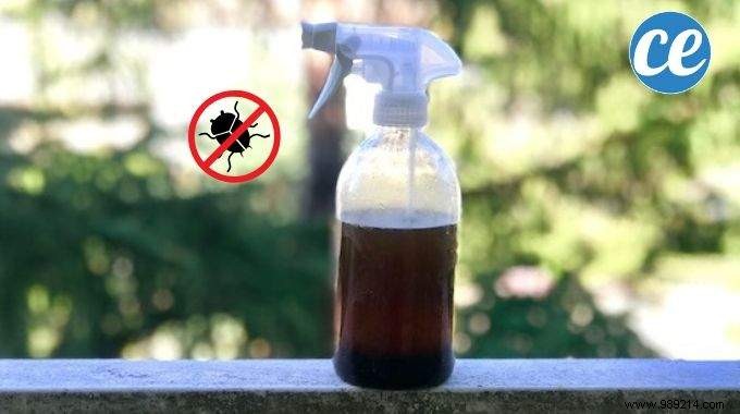Natural Compost Juice and Cider Vinegar Spray: Proven Protection for Plants Against Pests and Diseases