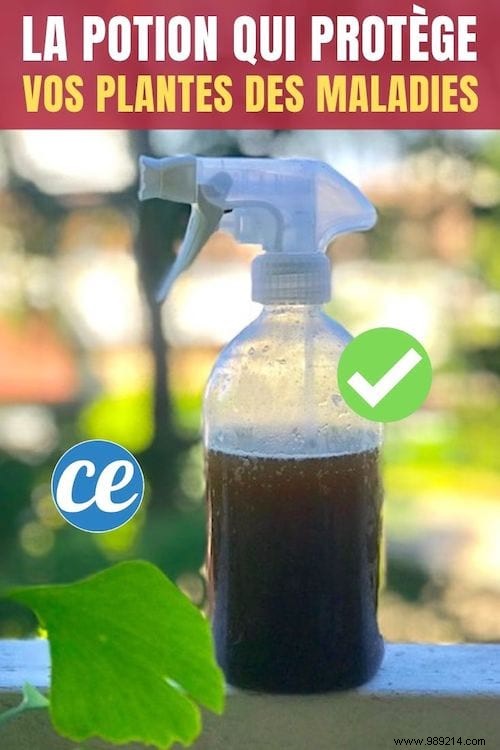 Natural Compost Juice and Cider Vinegar Spray: Proven Protection for Plants Against Pests and Diseases