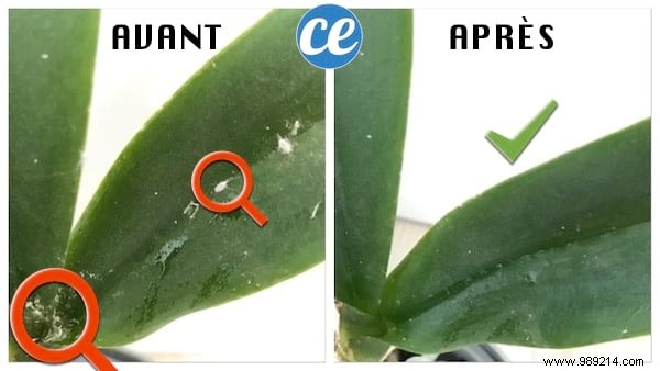 Eliminate Mealybugs Naturally: Proven White Vinegar Method from a Pro Gardener