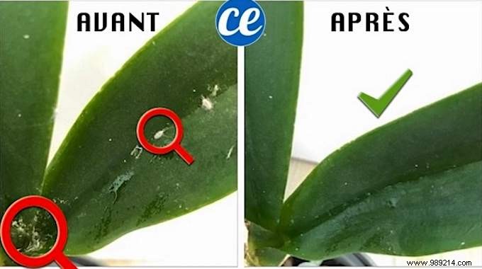 Eliminate Mealybugs Naturally: Proven White Vinegar Method from a Pro Gardener
