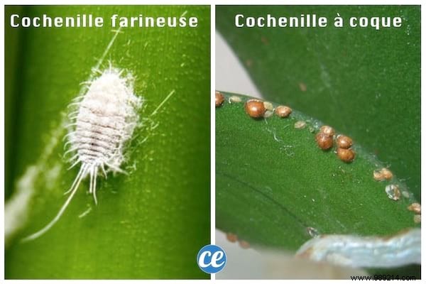 Eliminate Mealybugs Naturally: Proven White Vinegar Method from a Pro Gardener