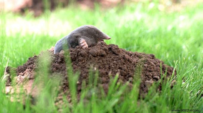 How to Naturally Repel Moles from Your Garden: A Proven Gardener s Tip