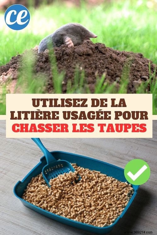 How to Naturally Repel Moles from Your Garden: A Proven Gardener s Tip