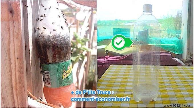 How to Build a Proven DIY Fly Trap Using a Plastic Bottle