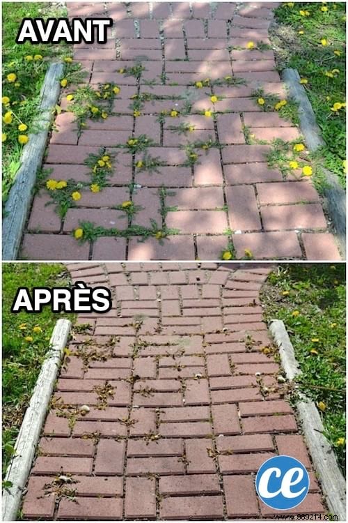 Effortless Natural Weed Removal Between Patio Slabs Using Baking Soda