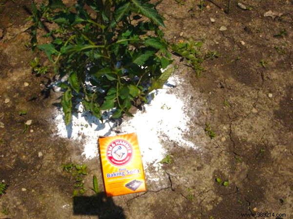 18 Proven Gardening Hacks to Simplify Your Life and Garden Smarter