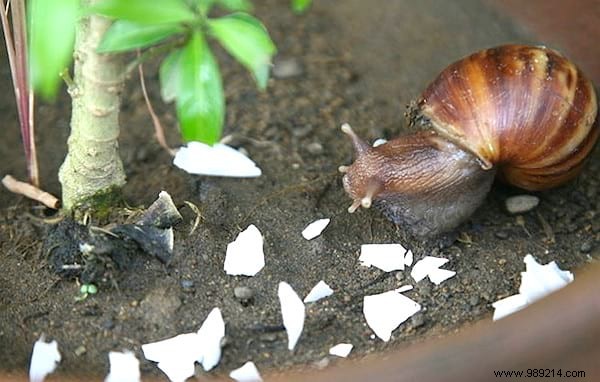 18 Proven Gardening Hacks to Simplify Your Life and Garden Smarter