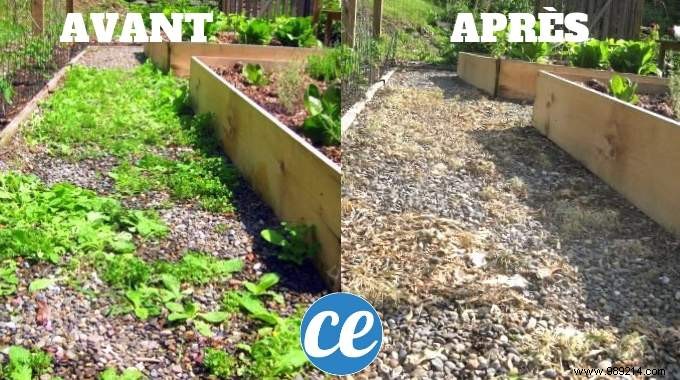 Skip Roundup: Make a Natural Weed Killer in Just 1 Minute