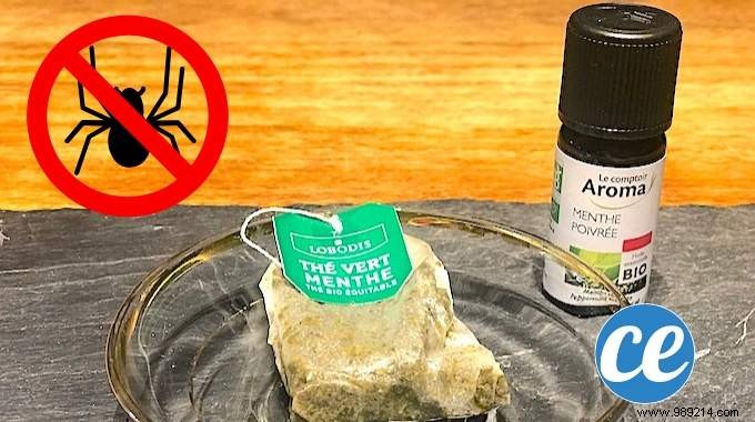Natural Spider Repellent: Mint Tea Bags for a Pest-Free Home