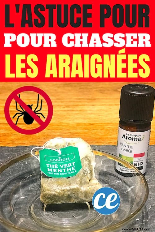 Natural Spider Repellent: Mint Tea Bags for a Pest-Free Home